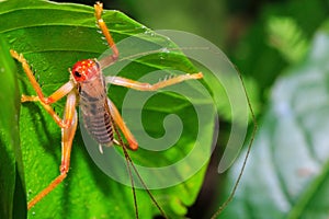Leaf Rolling Grasshoppers