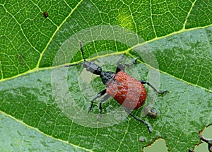 Leaf-rolling weevil
