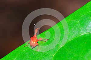 Leaf-rolling Weevil