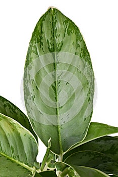 Leaf of ropical \'Aglaonema Royal Diamond\' houseplant with silver pattern photo