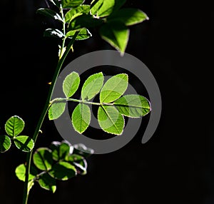 Leaf of rose bush