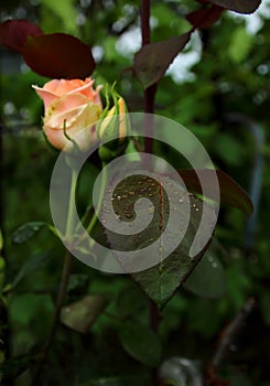 Leaf rose with drops