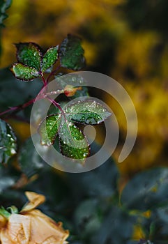 Leaf of Rose with waterdrop