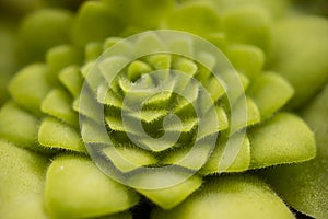 Leaf rosette of the carnivorous Pinguicula moranensis