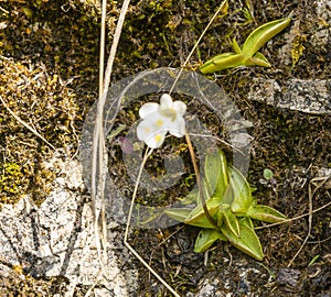 Leaf rosette - Pinguicula alpina, also known as the alpine butterwort, is a species of carnivorous plant native. A