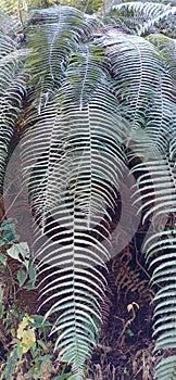 Leaf row arrow looking agrasive