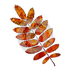 Leaf rowan photo
