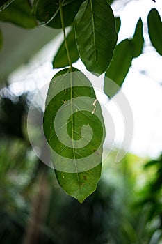 Leaf of rubber tree ficus andrew moraceae from asia