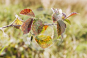 Leaf rust Phragmidium tuberculatum on rose leaves UK