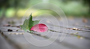 Leaf\'s vibrant red and green color onto footpath