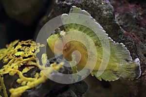 Leaf scorpionfish photo