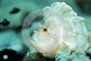 Leaf Scorpionfish