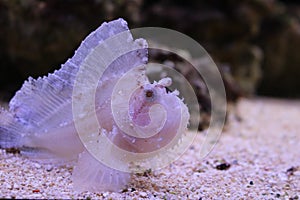 Leaf Scorpionfish