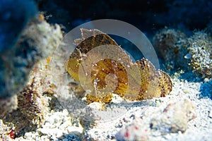 Leaf Scorpionfish on Coral Reef