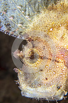 Leaf scorpionfish fish in Indonesia