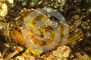 Leaf Scorpionfish, Mabul Island, Sabah