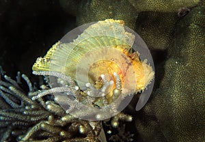 Leaf Scorpionfish, Mabul Island, Sabah