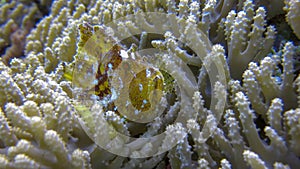 Leaf Scorpionfish or Paperfish with yellow color and white spots is hidden among fingers of Paralemnalia coral of the same color.