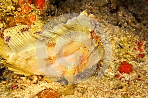 Leaf Scorpionfish, South Ari Atoll, Maldives