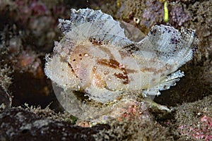 Leaf Scorpionfish Taenianotus triacanthus