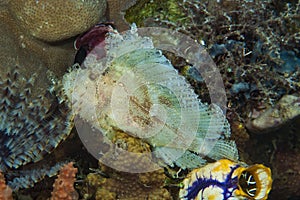 Leaf Scorpionfish Taenianotus triacanthus