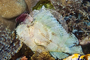 Leaf Scorpionfish Taenianotus triacanthus