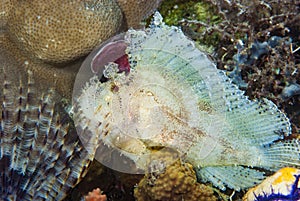 Leaf Scorpionfish Taenianotus triacanthus