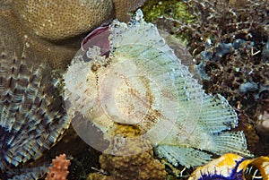 Leaf Scorpionfish Taenianotus triacanthus