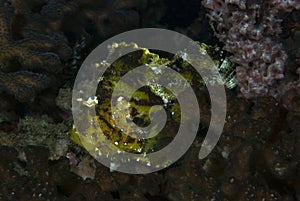 Leaf Scorpionfish Taenianotus triacanthus