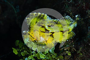 Leaf Scorpionfish Taenianotus triacanthus