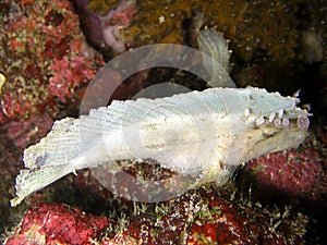 Leaf Scorpionfish (Taenianotus Triacanthus) in the filipino sea 5.2.2015