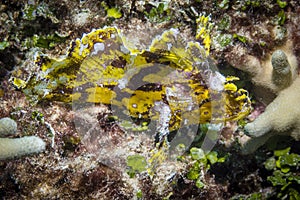 Leaf Scorpionfish photo