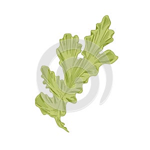 Leaf of sea lettuce or Ulva Lactuca algae. Green edible seaweed. Natural marine underwater plant. Realistic hand-drawn