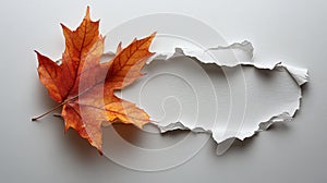 Leaf Seen Through Paper Hole