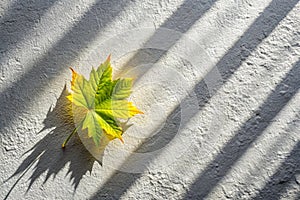 Leaf shadow on gray background