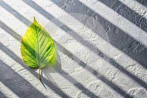 Leaf shadow on gray background