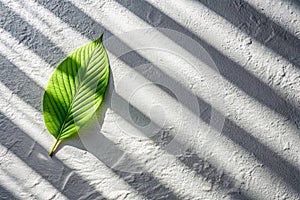 Leaf Shadow and Light Abstract Grey Background with Concrete Texture