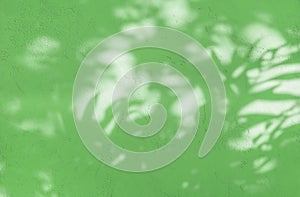 Leaf shadows on green color stucco pattern wall