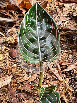 Leaf shaped, leaf colored and leaf textured of Aglonema rotundum aceh plant with dead leaves background in Indonesia rainforest