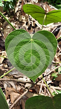 Leaf shaped and leaf textured of Macaranga sp. plant on dead leaves background