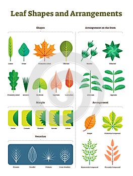 Leaf shapes complex vector illustration. Biological characteristic division