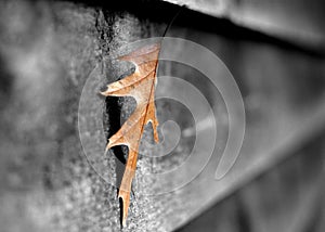 Leaf on shed