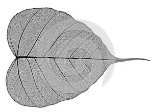 A leaf
