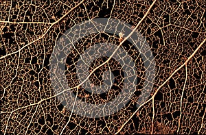 Leaf skeleton