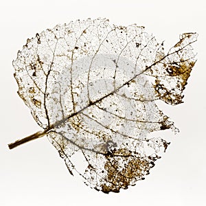 Leaf Skeleton