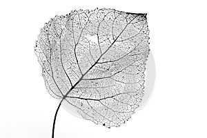 Leaf Skeleton Black & White