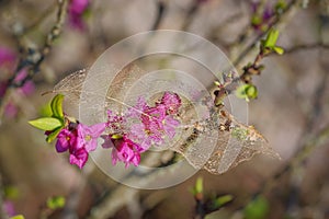 Leaf skeleton on pink mezereon branch