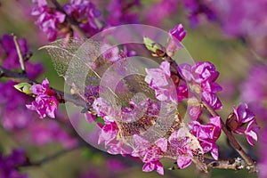 Leaf skeleton on pink mezereon branch