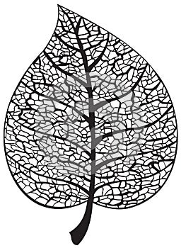 Leaf skeleton silhouette