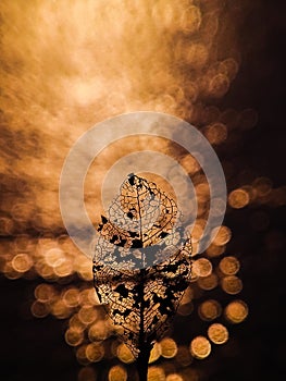 Leaf skeleton silhouette with bokeh sunset background